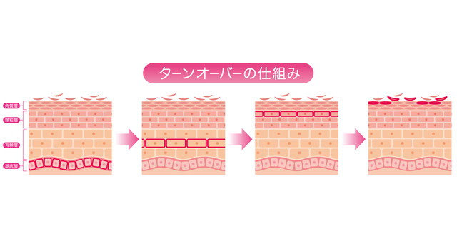 肌のターンオーバー仕組み